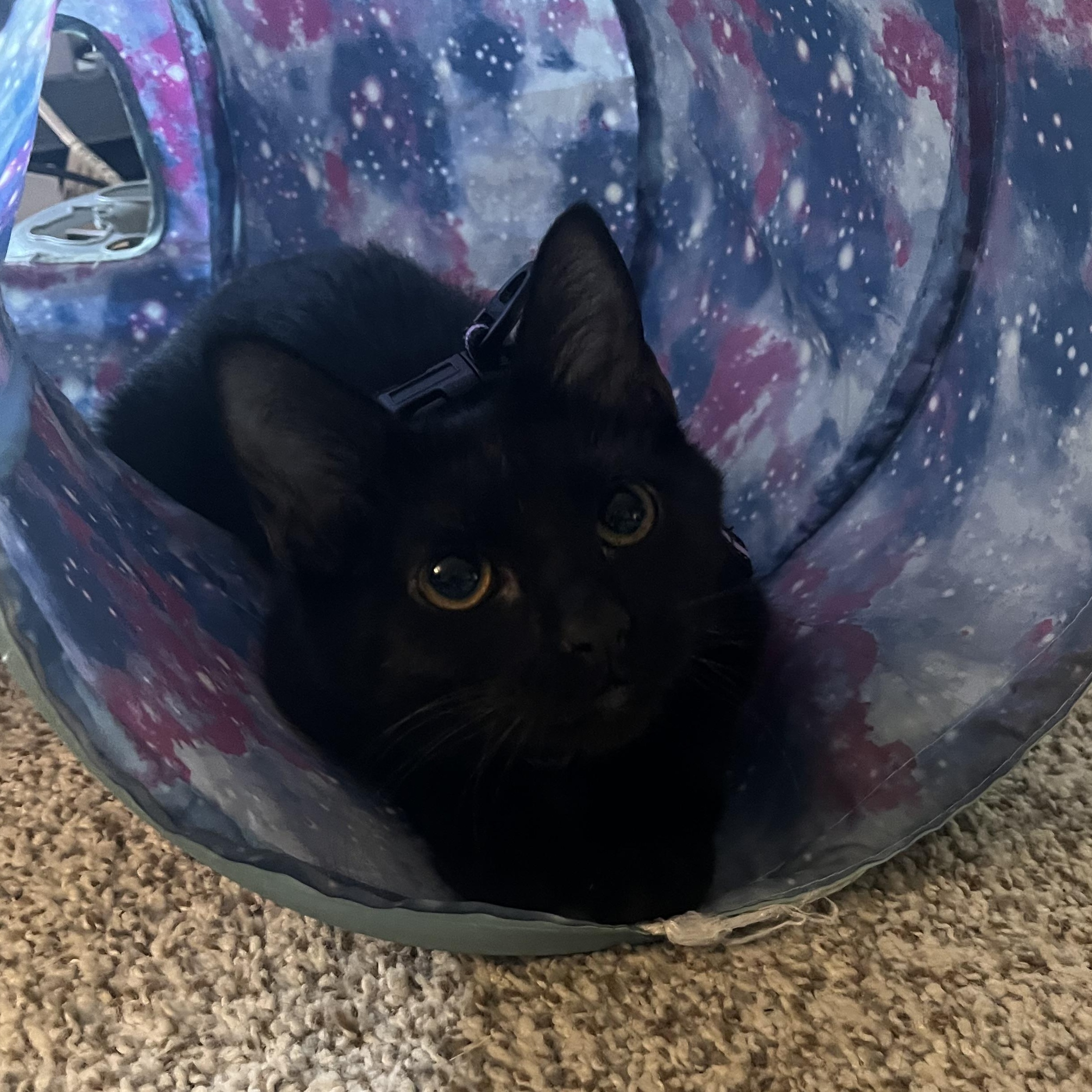 Enlarge Taci James , a Adoptable mixed breed in Denver, CO image 4/6