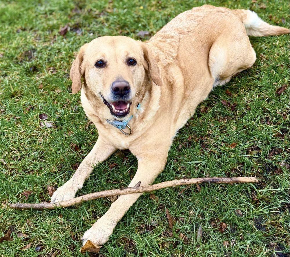 Enlarge LUNA, a ADOPTABLE Labrador Retriever in Montreal, QC image 3/4