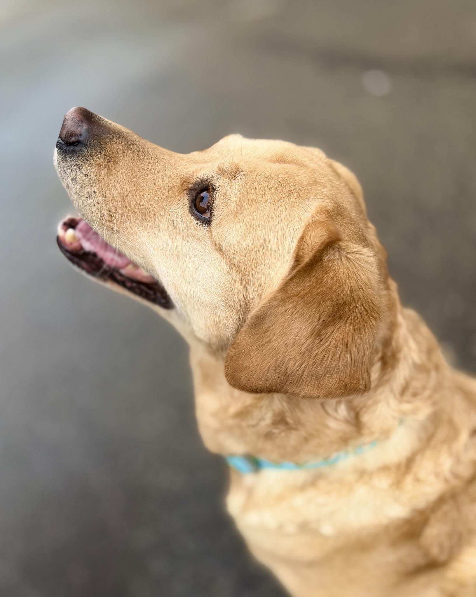 Enlarge LUNA, a ADOPTABLE Labrador Retriever in Montreal, QC image 2/4