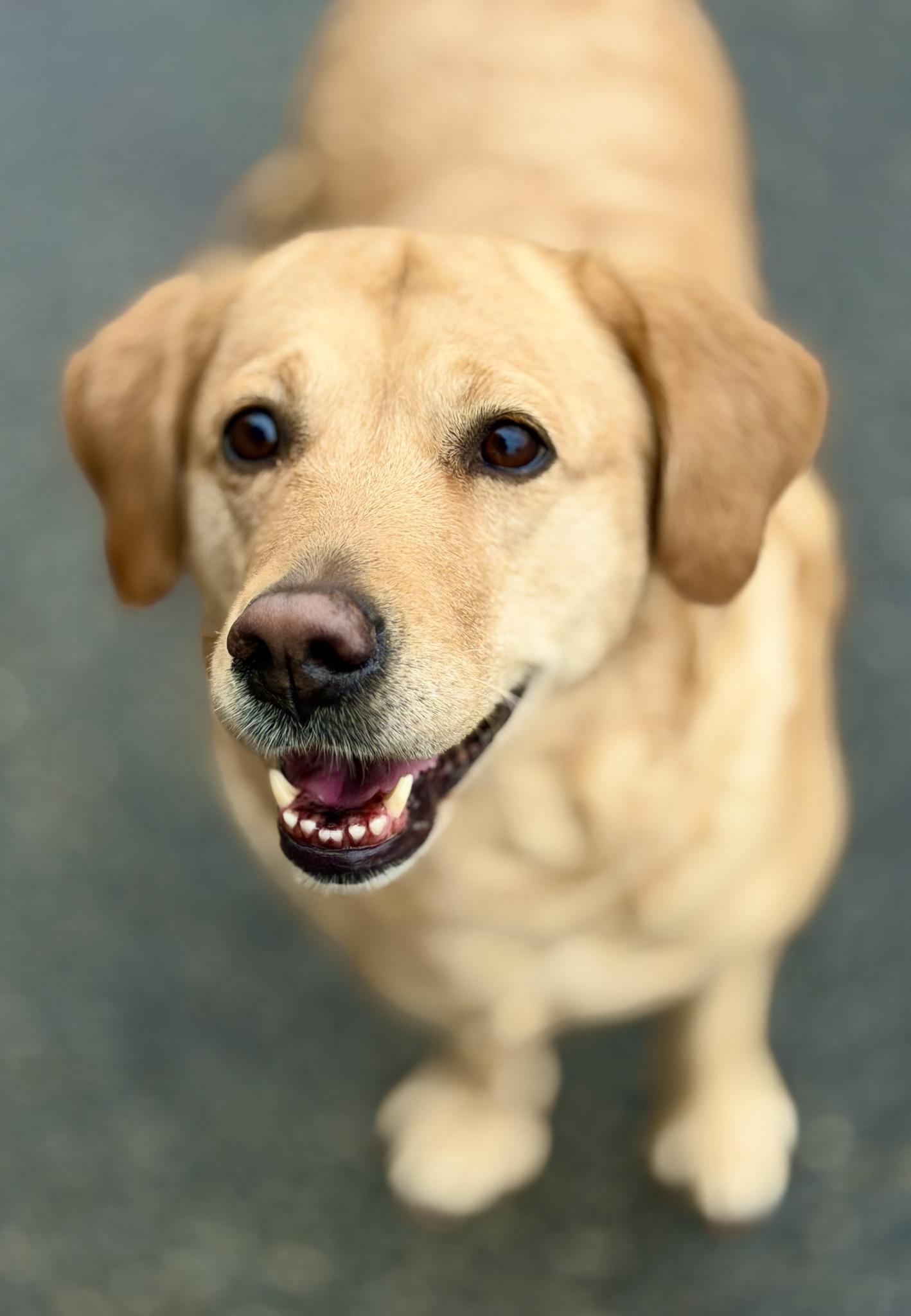 Enlarge LUNA, a ADOPTABLE Labrador Retriever in Montreal, QC image 1/4