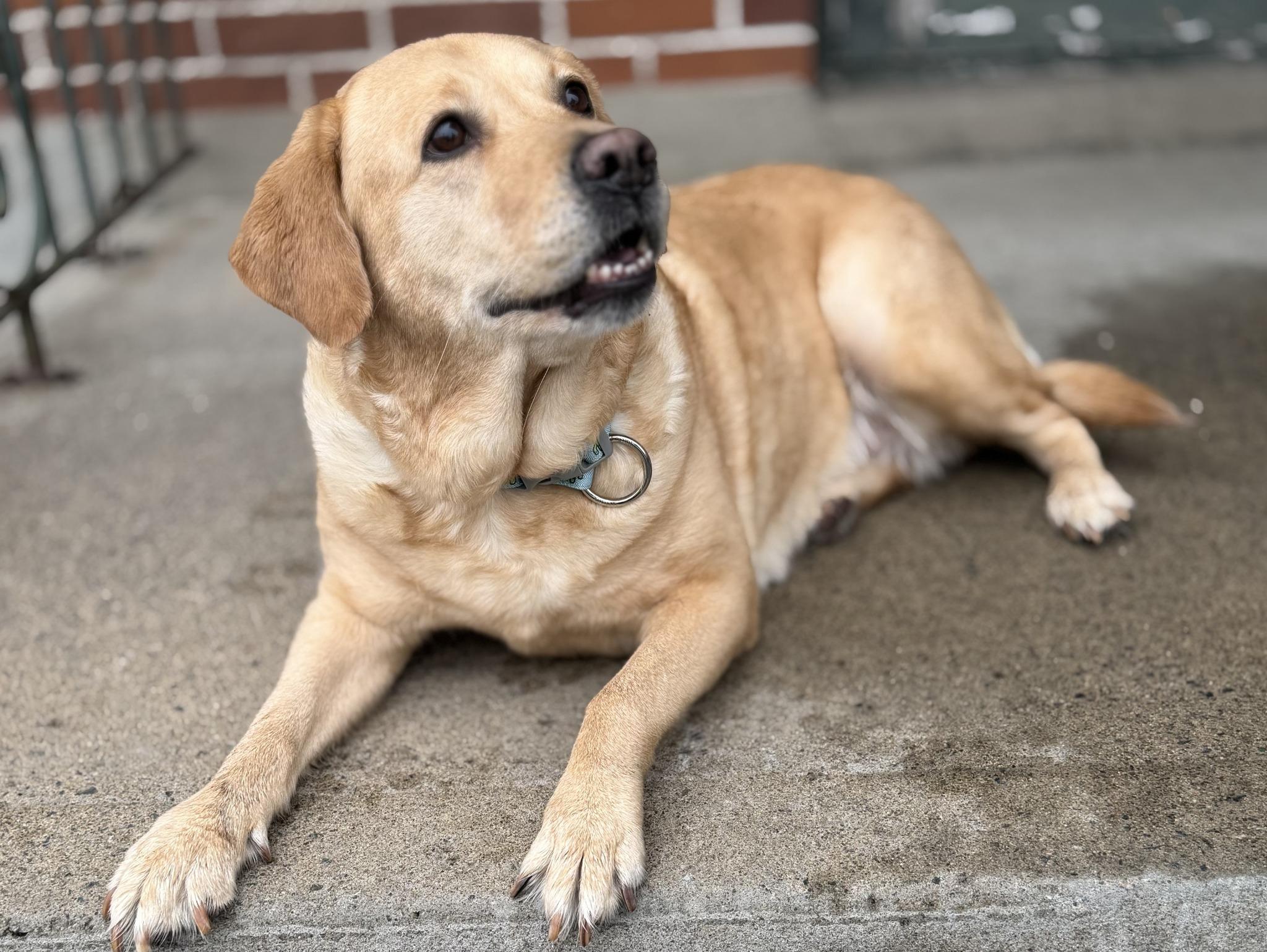 Enlarge LUNA, a ADOPTABLE Labrador Retriever in Montreal, QC image 4/4