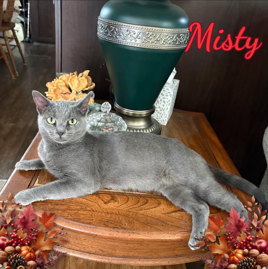Enlarge Mama Misty, a Adoptable Domestic Short Hair in Corinth, NY image 1/2