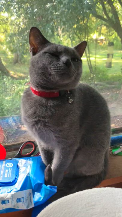 Enlarge Mama Misty, a Adoptable Domestic Short Hair in Corinth, NY video 2/2