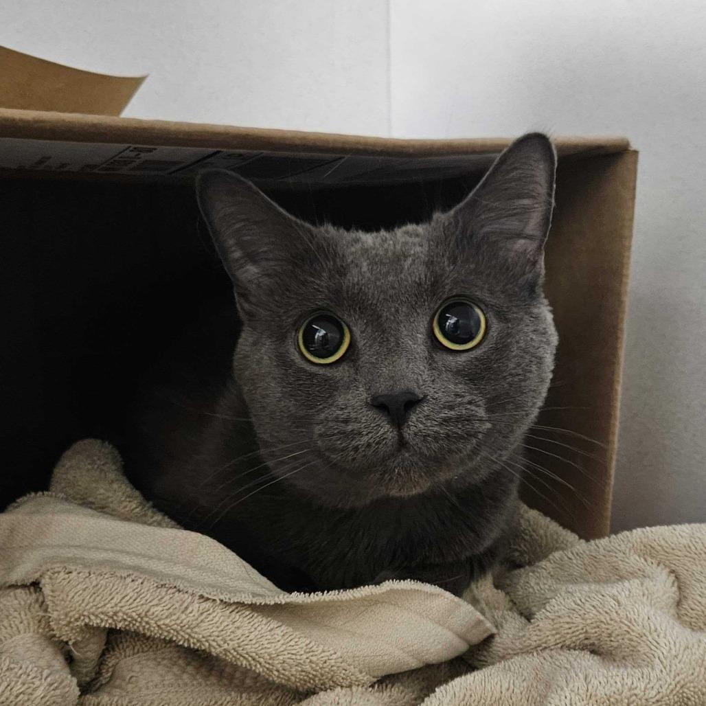 Sokka *Coming Soon*, Adoptable, Adult Male Domestic Short Hair.