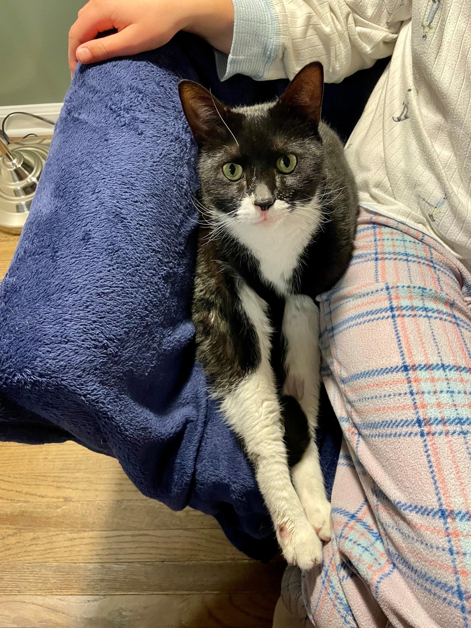 Enlarge Dominic, an adopted Domestic Short Hair in Philadelphia, PA image 1/2