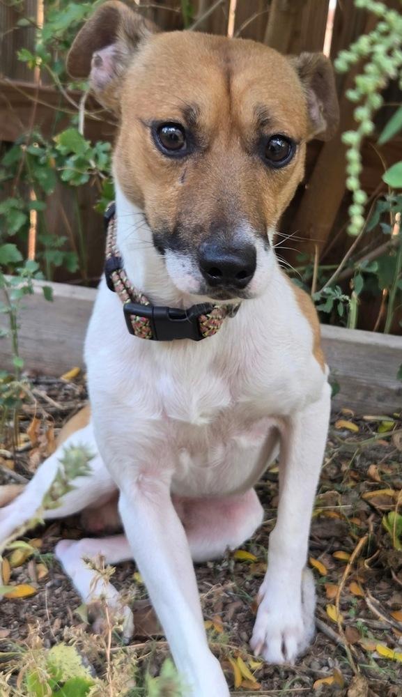 Marty, Adoptable, Adult Male Jack Russell Terrier.