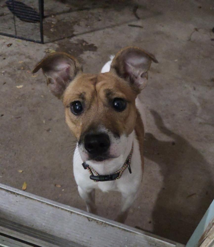 Enlarge Marty, a Adoptable mixed breed in Boone, CO image 2/2
