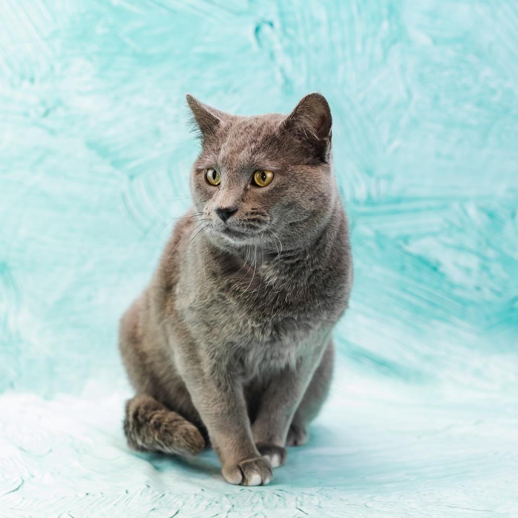 Smoke Stack-C, a Adoptable Domestic Short Hair in East Saint Louis, IL image 1/6