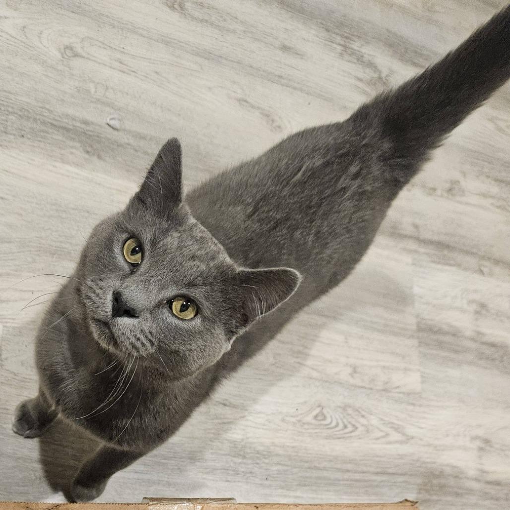 Smoke Stack-C, a Adoptable Domestic Short Hair in East Saint Louis, IL image 2/6