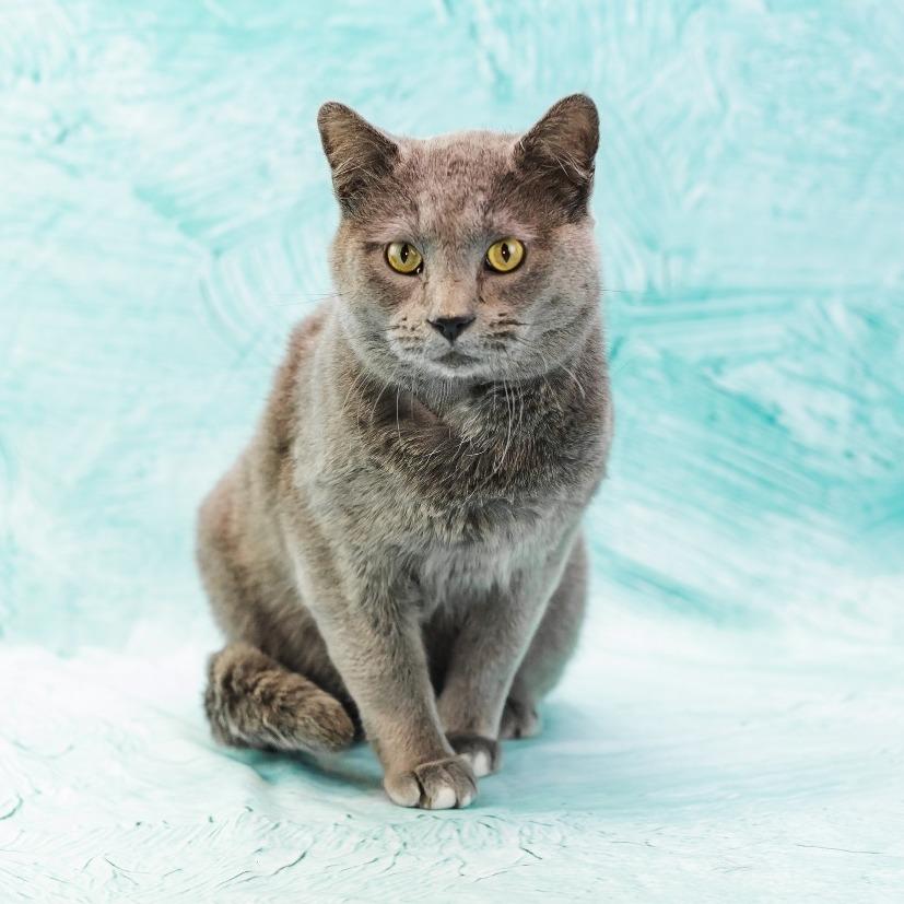 Smoke Stack-C, a Adoptable Domestic Short Hair in East Saint Louis, IL image 3/6