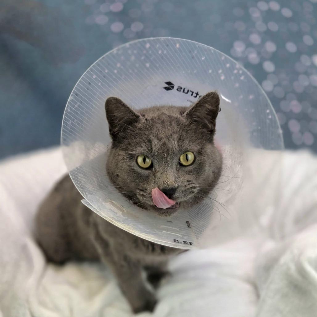 Smoke Stack-C, a Adoptable Domestic Short Hair in East Saint Louis, IL image 4/6