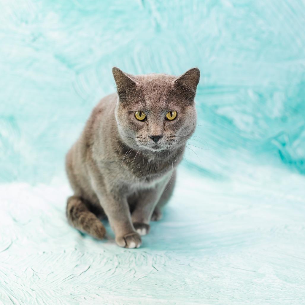 Smoke Stack-C, a Adoptable Domestic Short Hair in East Saint Louis, IL image 5/6
