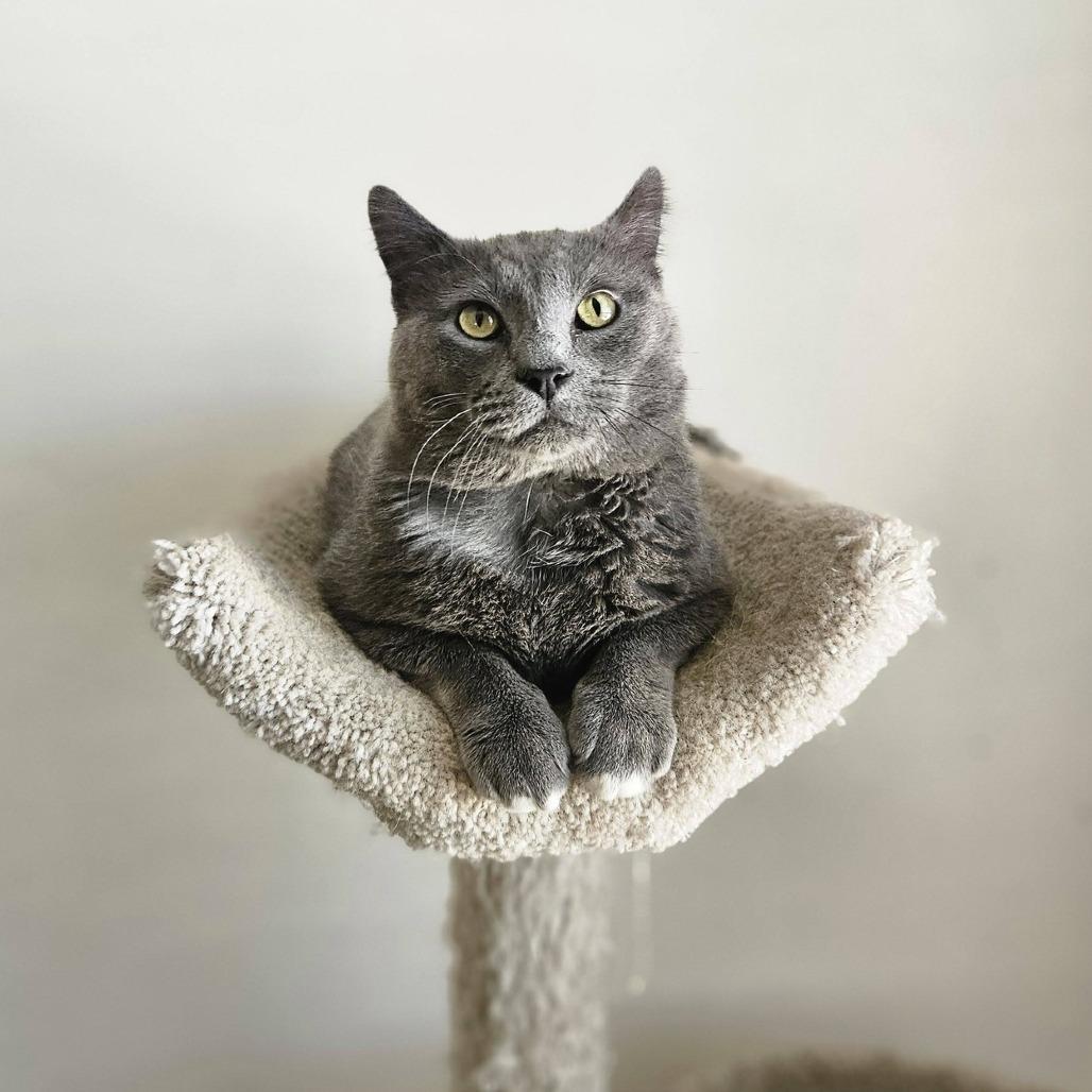 Smoke Stack-C, a Adoptable Domestic Short Hair in East Saint Louis, IL image 6/6
