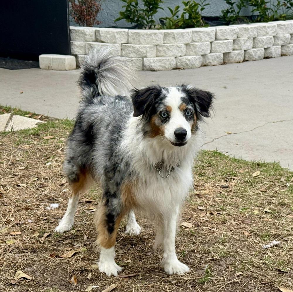 Violet FL, a Adoptable Australian Shepherd in Ontario, CA image 1/6