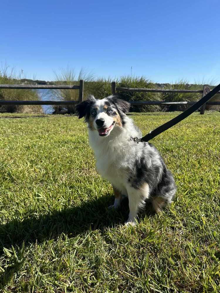 Violet FL, Adoptable, Adult Female Australian Shepherd.