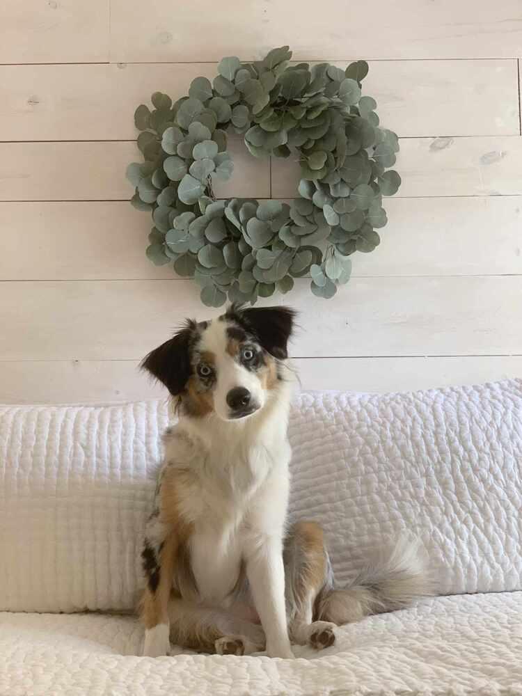 Violet FL, a Adoptable Australian Shepherd in Ontario, CA image 3/6