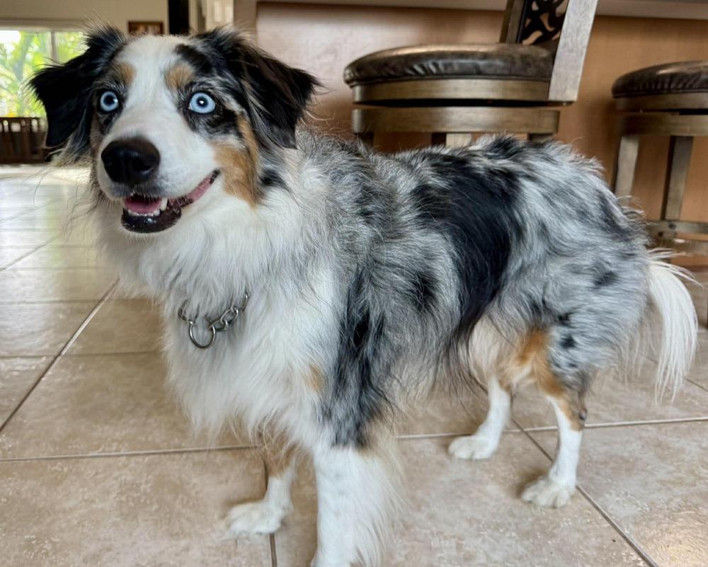 Violet FL, a Adoptable Australian Shepherd in Ontario, CA image 4/6