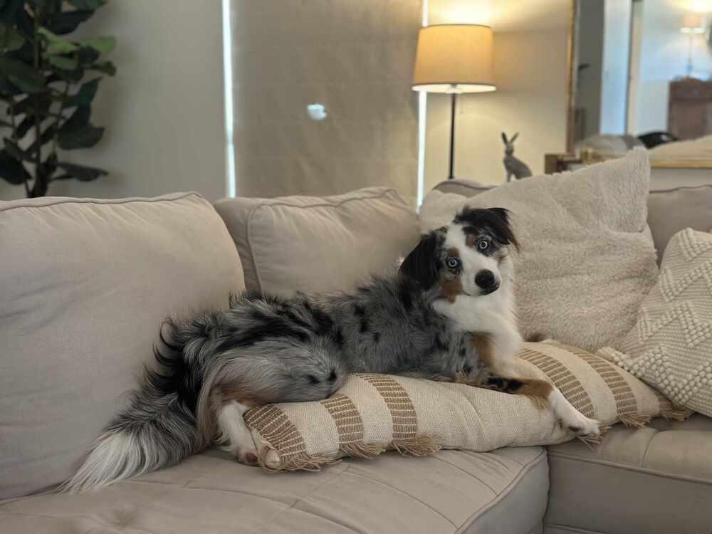 Violet FL, a Adoptable Australian Shepherd in Ontario, CA image 5/6
