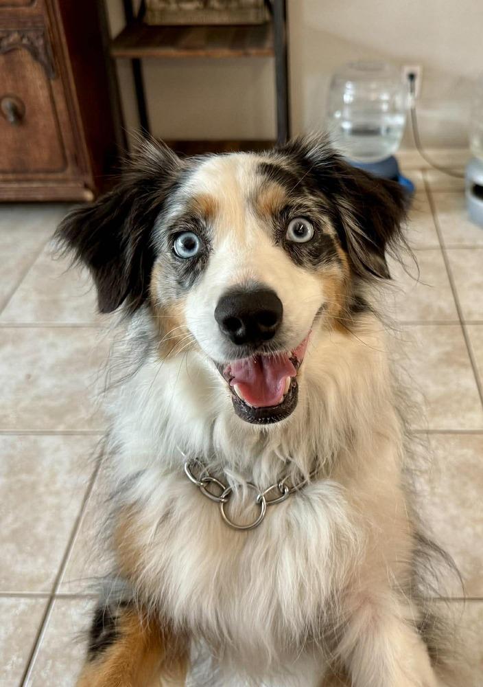 Enlarge Violet FL, a Adoptable Australian Shepherd in Ontario, CA image 5/6