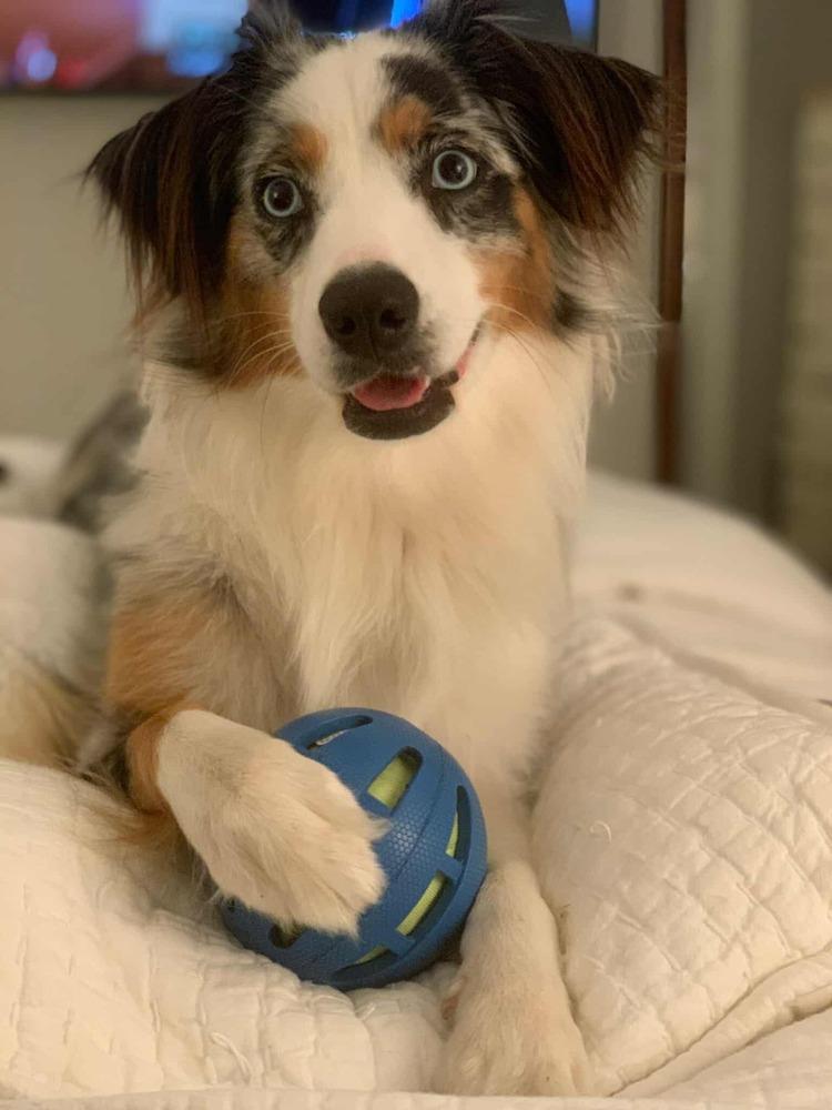 Violet FL, a Adoptable Australian Shepherd in Ontario, CA image 6/6