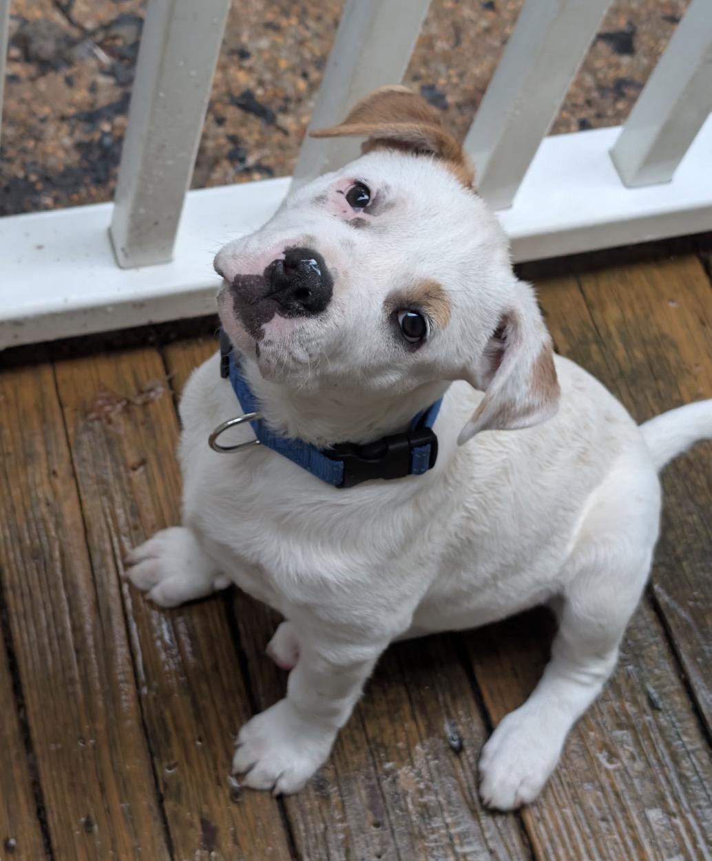 Tex, a Adoptable mixed breed in Pembroke, MA image 4/5