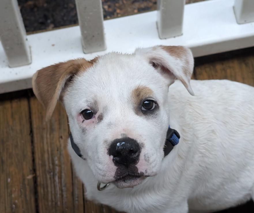 Tex, Adoptable, Puppy Male Pit Bull Terrier.