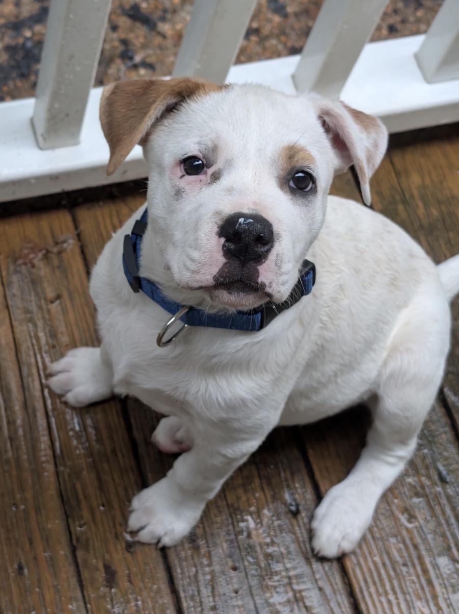 Tex, a Adoptable mixed breed in Pembroke, MA image 2/5