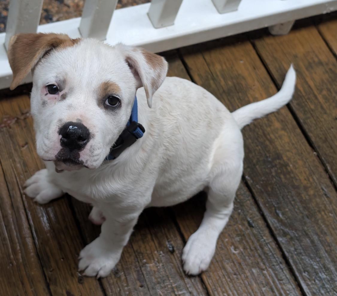 Tex, a Adoptable mixed breed in Pembroke, MA image 3/5