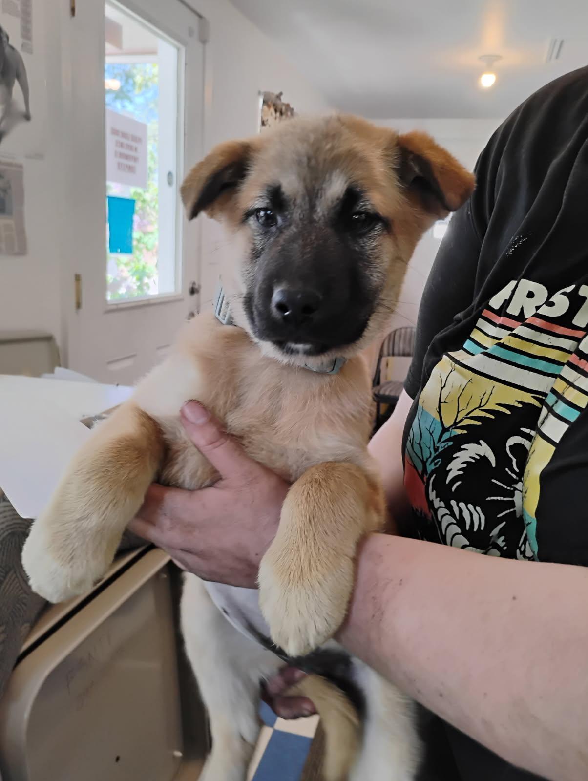 Enlarge Pepperoni, a ADOPTABLE mixed breed in Polson, MT image 3/3