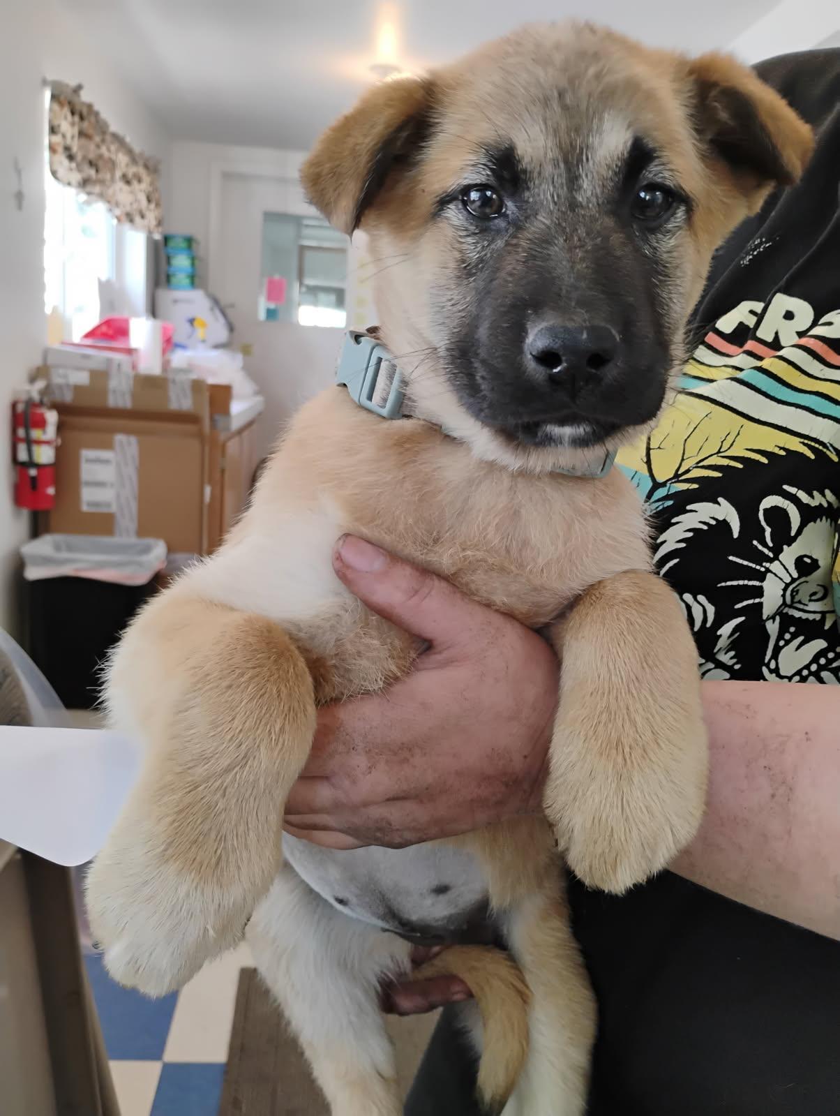 Pepperoni, ADOPTABLE, Puppy Female German Shepherd Dog.