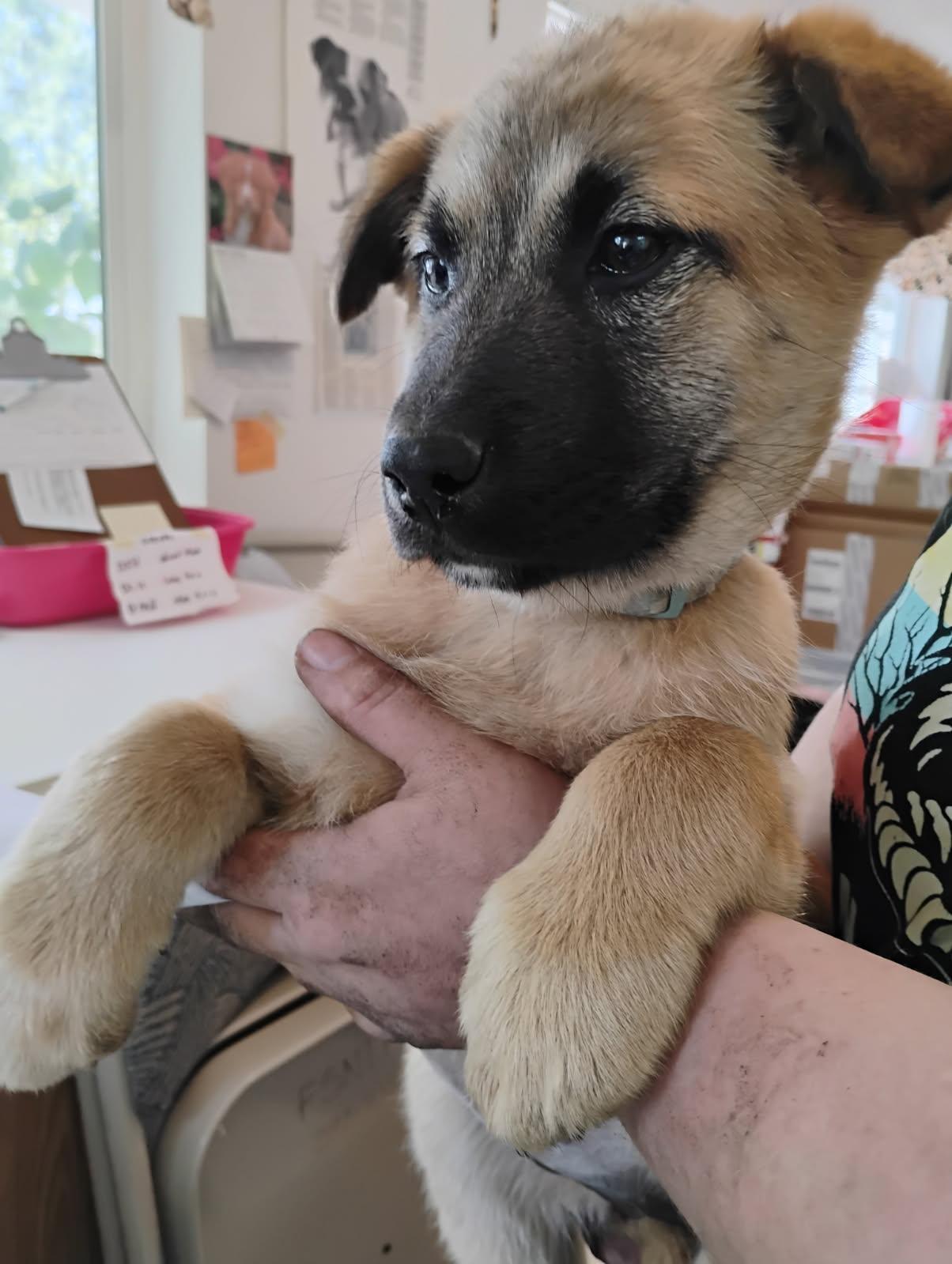 Enlarge Pepperoni, a ADOPTABLE mixed breed in Polson, MT image 2/3