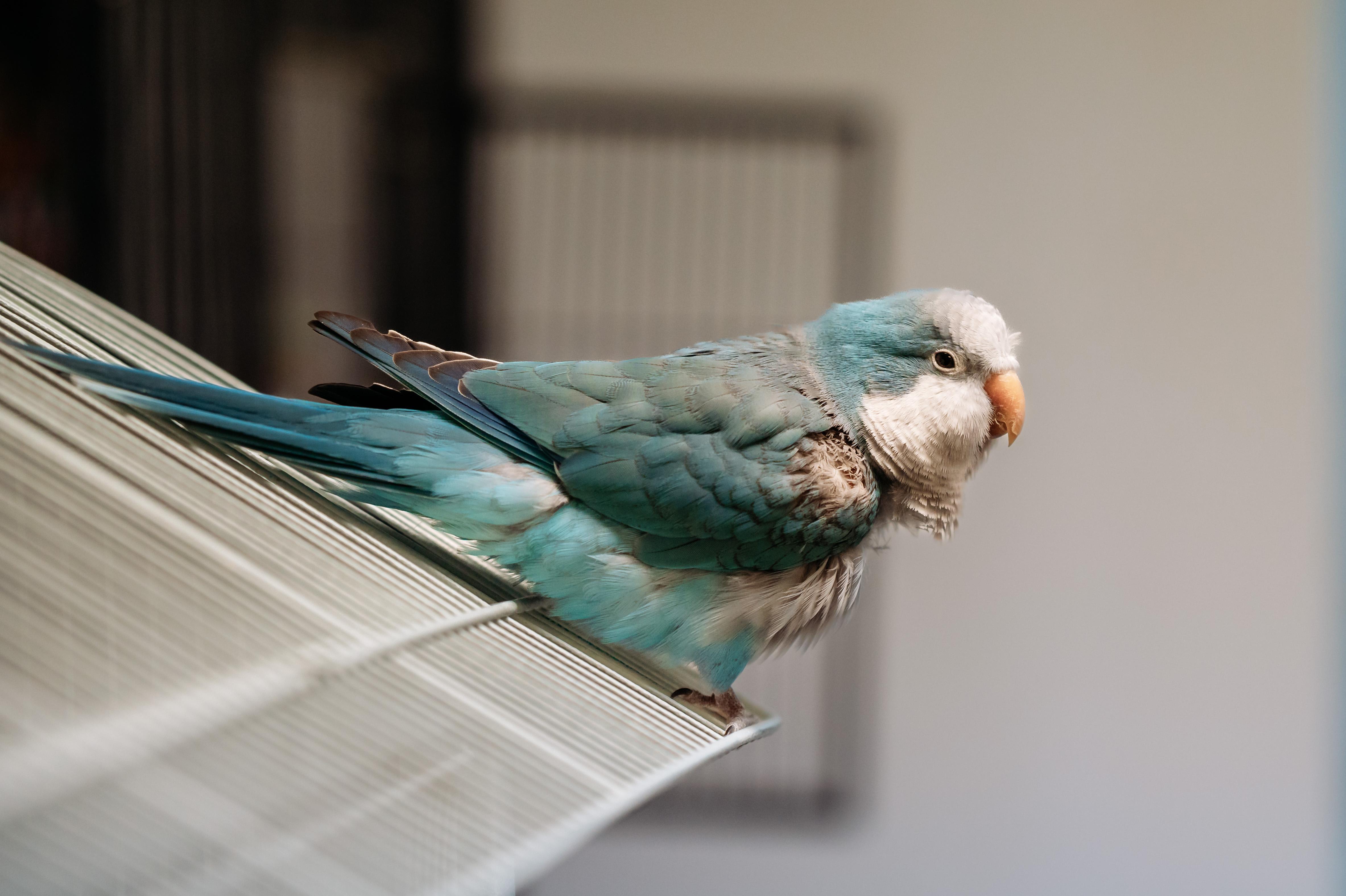 Enlarge Blue, a Adoptable Quaker Parakeet in Punta Gorda, FL image 2/5