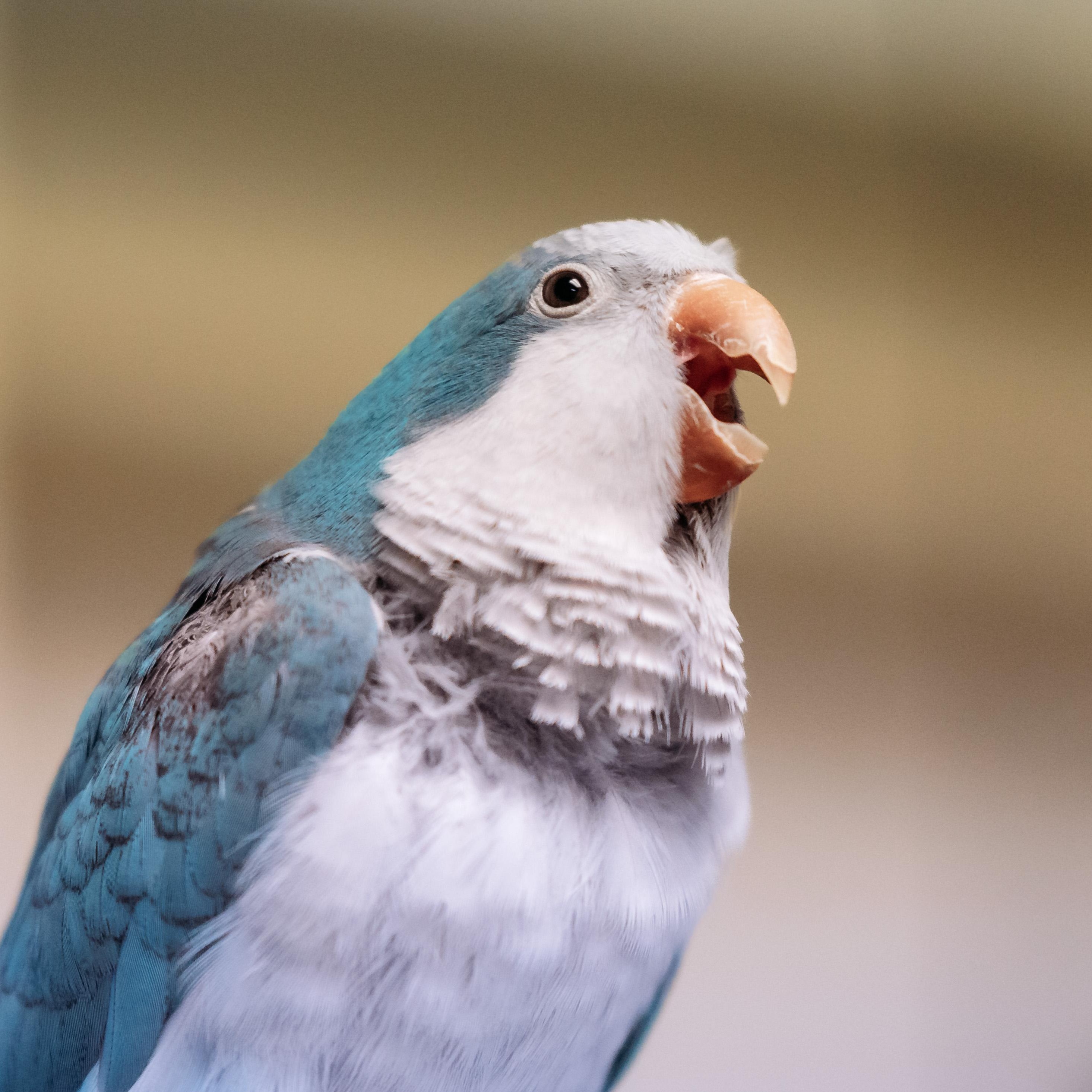 Blue photo