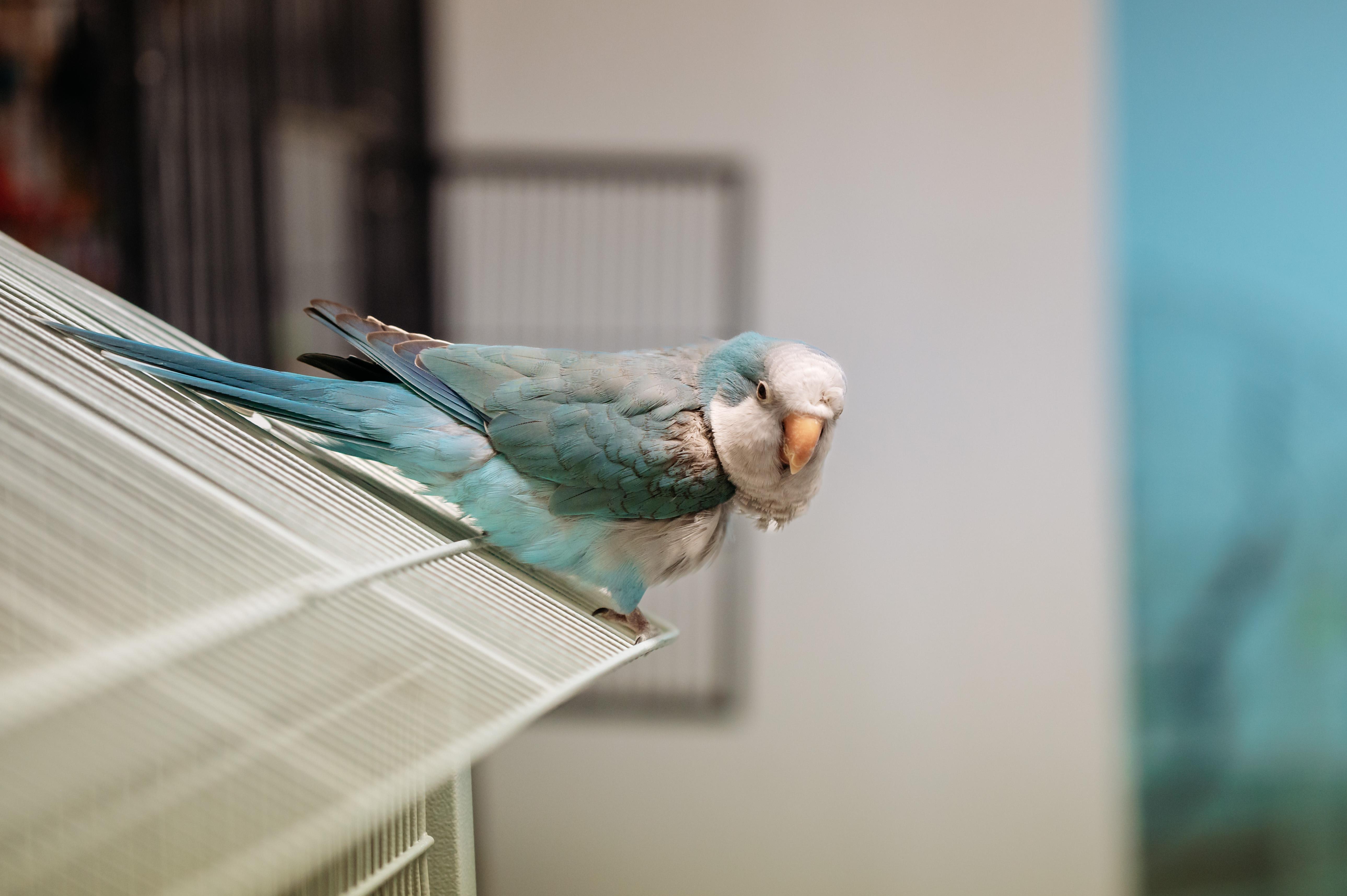 Enlarge Blue, a Adoptable Quaker Parakeet in Punta Gorda, FL image 3/5