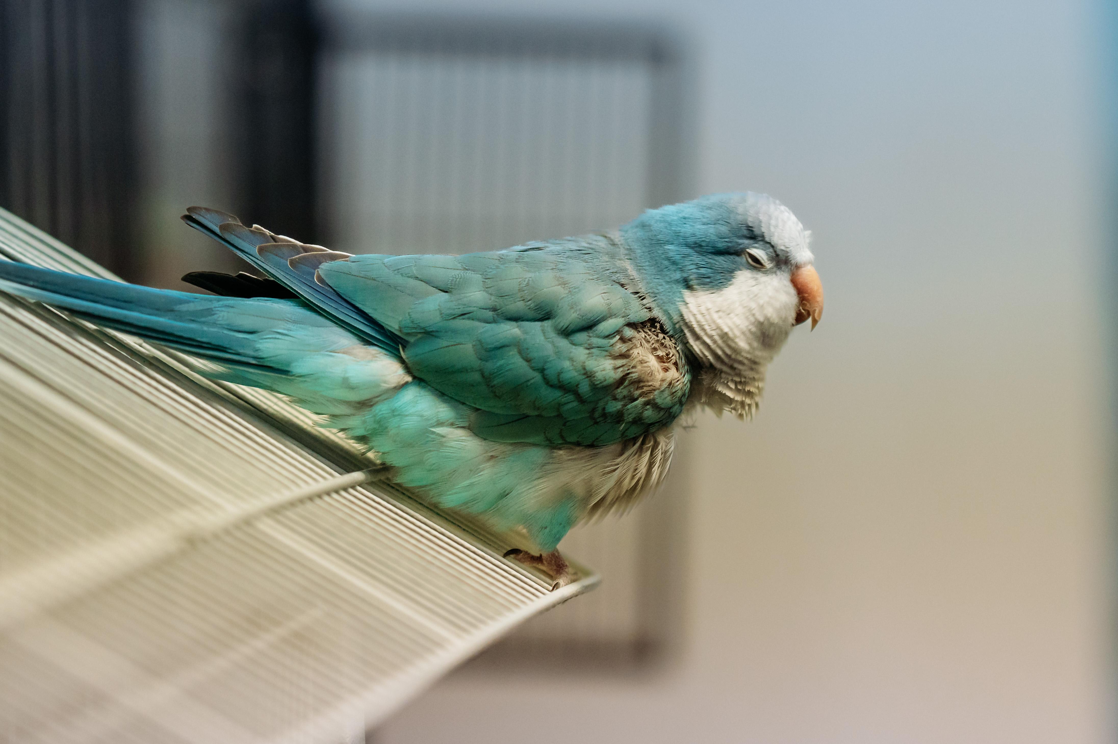 Enlarge Blue, a Adoptable Quaker Parakeet in Punta Gorda, FL image 4/5