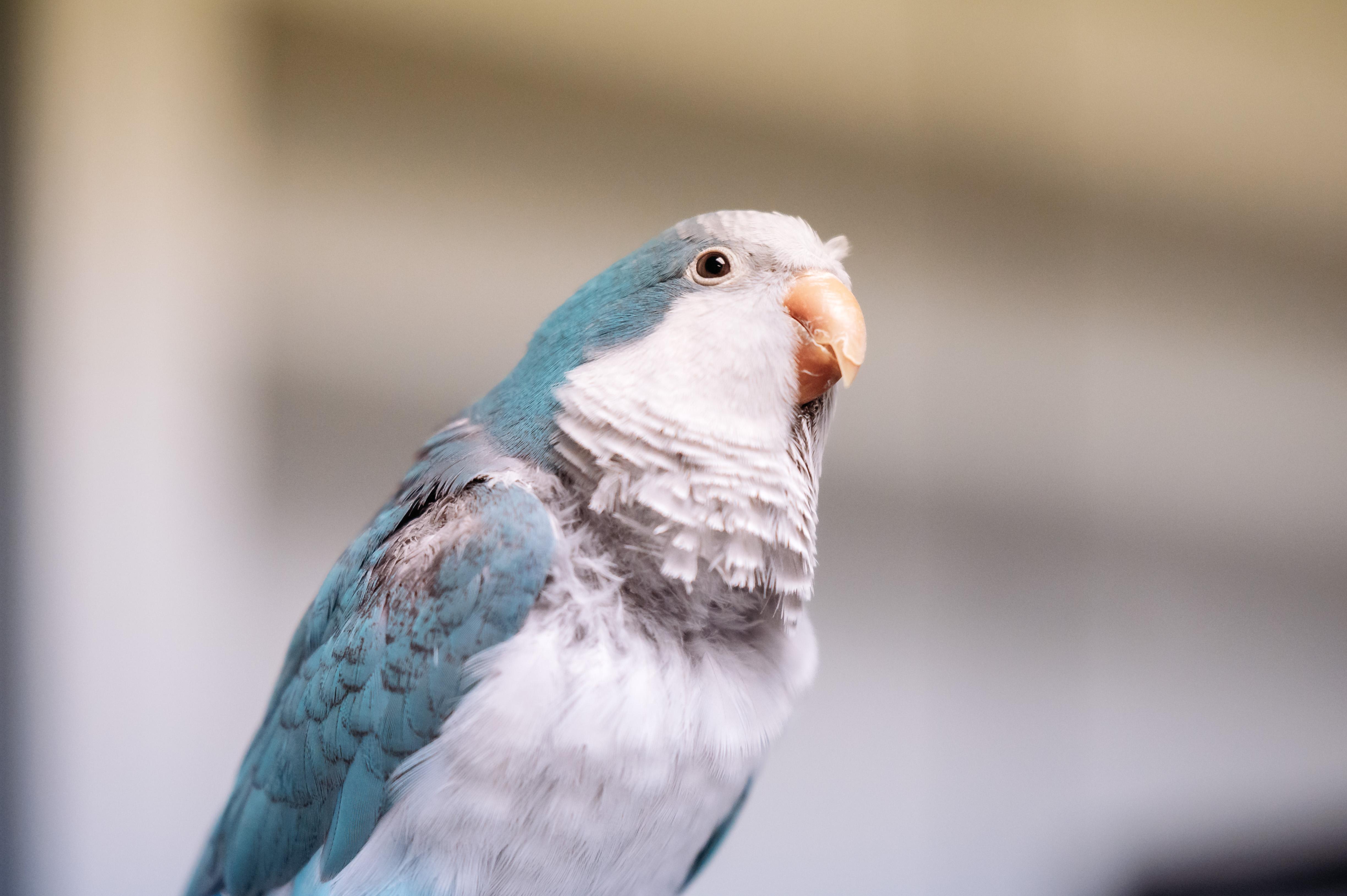 Enlarge Blue, a Adoptable Quaker Parakeet in Punta Gorda, FL image 5/5