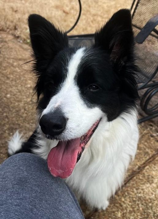 Enlarge Samantha (Sam), an adopted Border Collie in Cordova, TN image 2/4