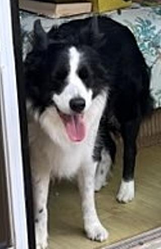 Enlarge Samantha (Sam), an adopted Border Collie in Cordova, TN image 3/4