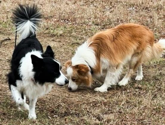 Enlarge Samantha (Sam), an adopted Border Collie in Cordova, TN image 4/4