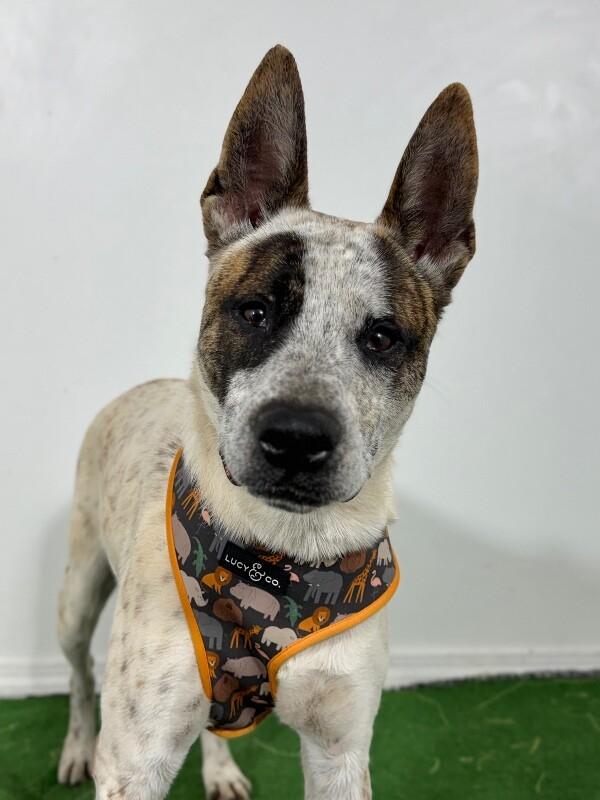 Enlarge Harry, a Adoptable mixed breed in Palo Alto, CA image 1/1