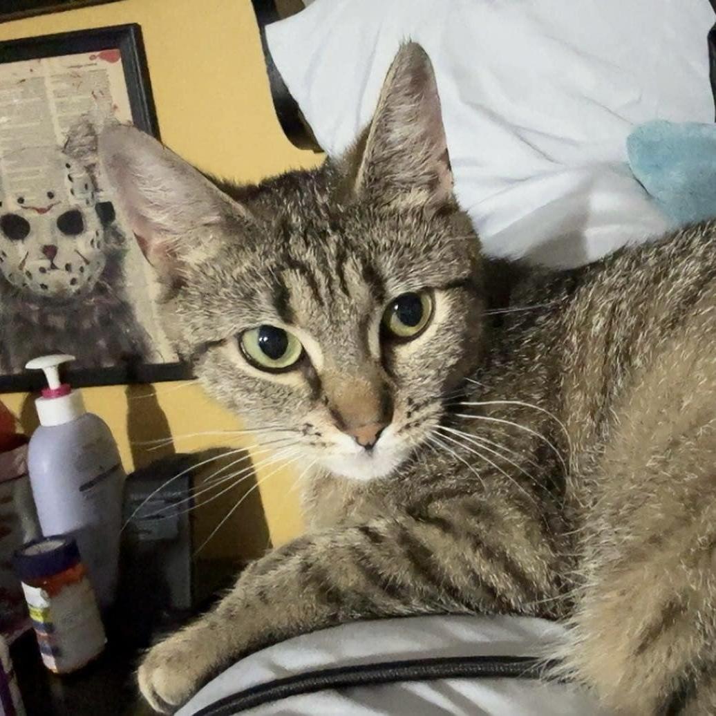 Minnie, a Adoptable Domestic Short Hair in Westville, NJ image 2/5