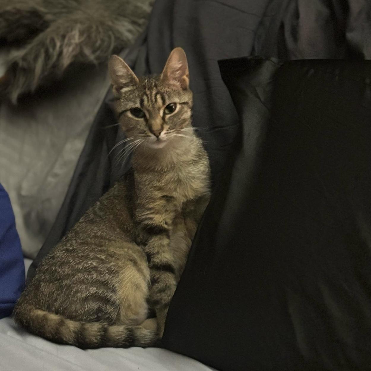 Minnie, a Adoptable Domestic Short Hair in Westville, NJ image 3/5