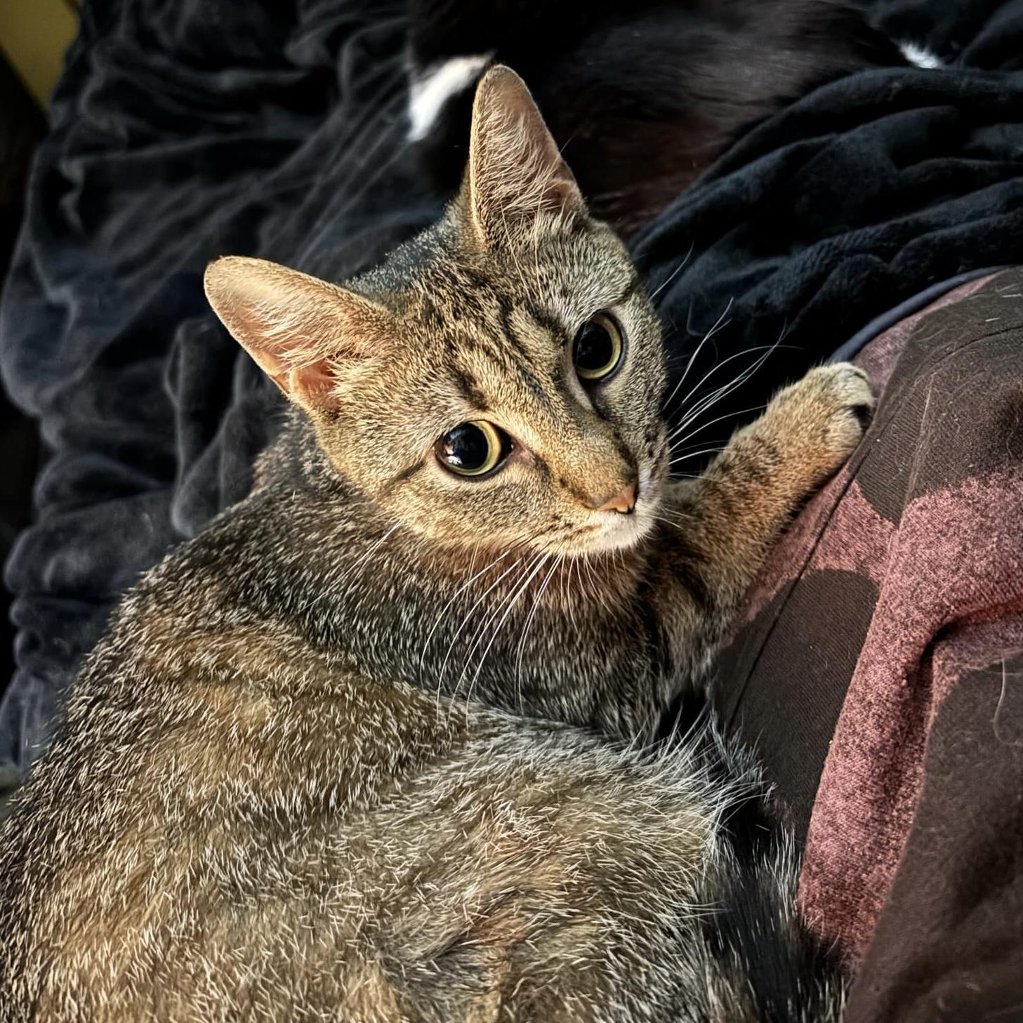 Minnie, a Adoptable Domestic Short Hair in Westville, NJ image 1/5