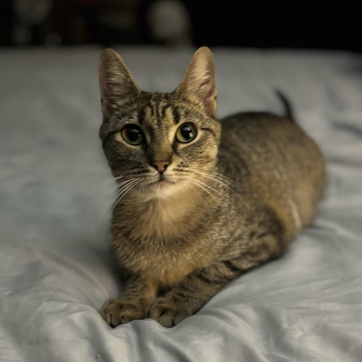 Minnie, a Adoptable Domestic Short Hair in Westville, NJ image 4/5