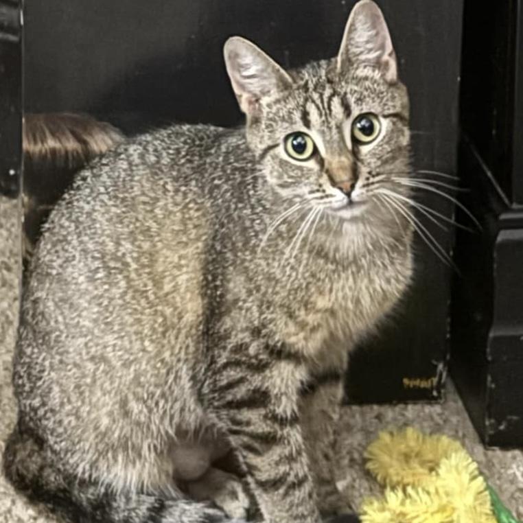 Minnie, a Adoptable Domestic Short Hair in Westville, NJ image 5/5