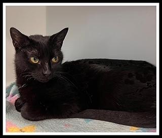 TINSLEY, Adoptable, Young Female Domestic Short Hair.