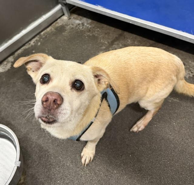 Enlarge Buster, a ADOPTABLE mixed breed in Cary, NC image 1/1