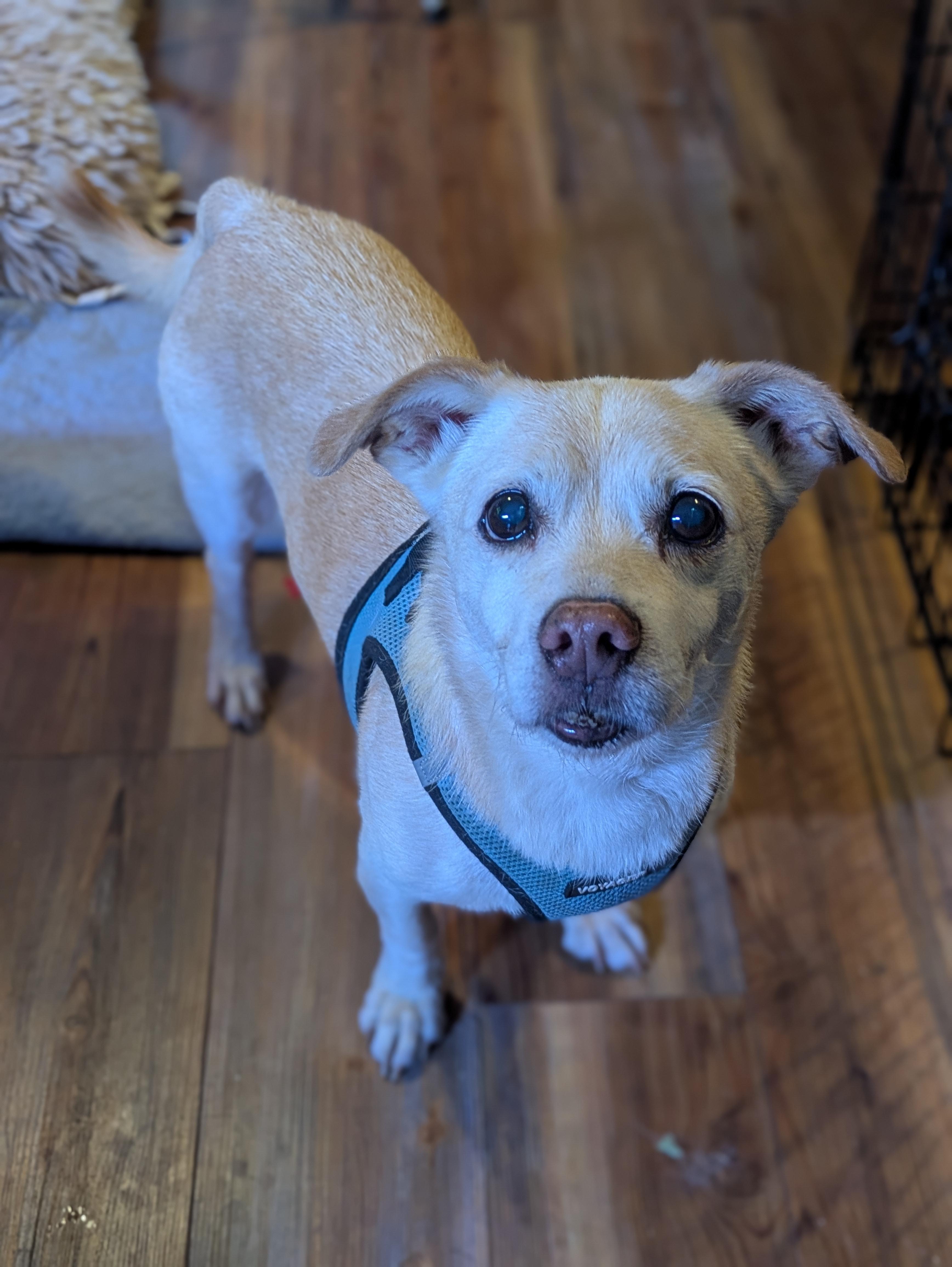 Buster, a ADOPTABLE mixed breed in Angier , NC image 3/3