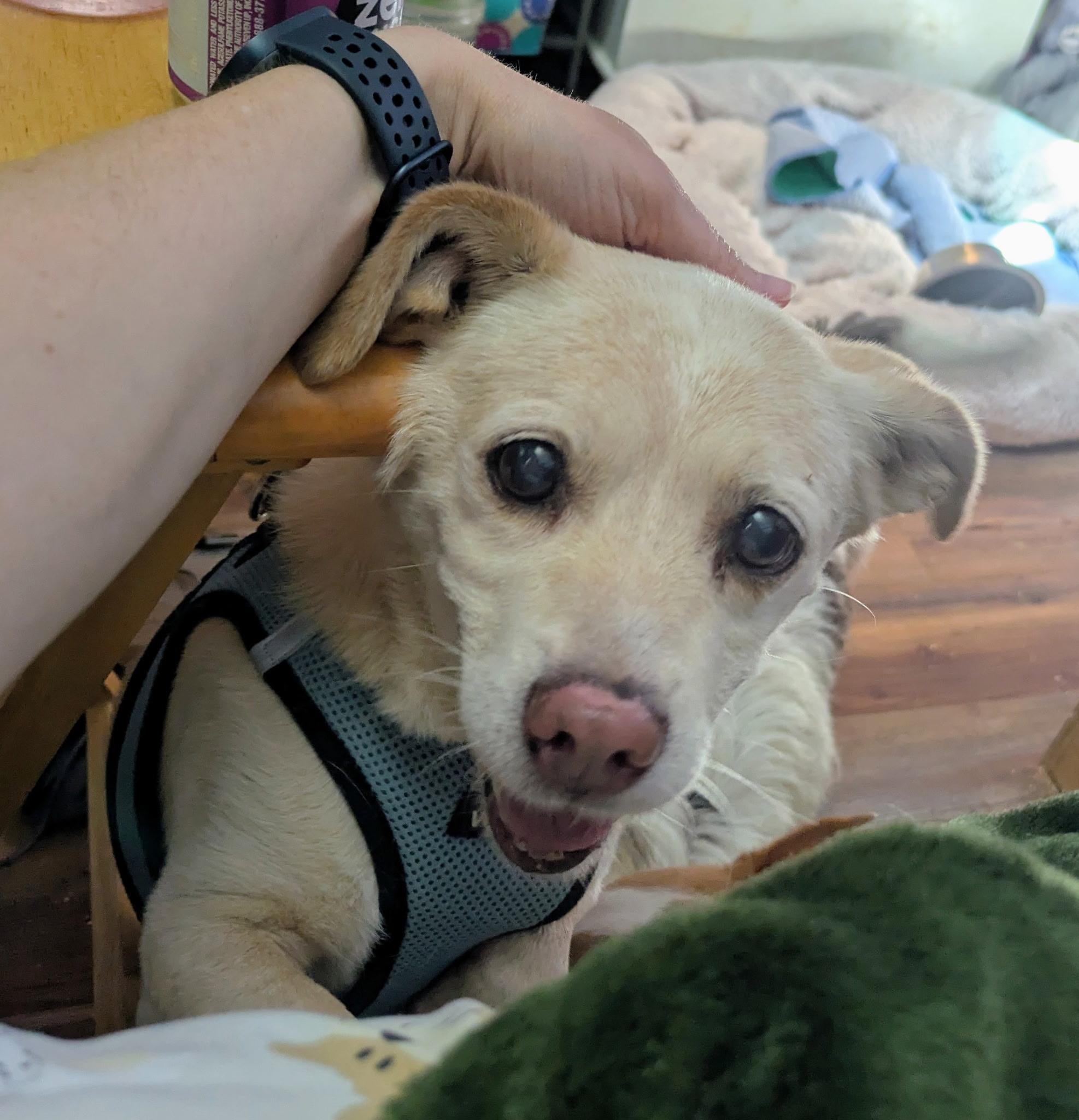 Buster, a ADOPTABLE mixed breed in Angier , NC image 2/3