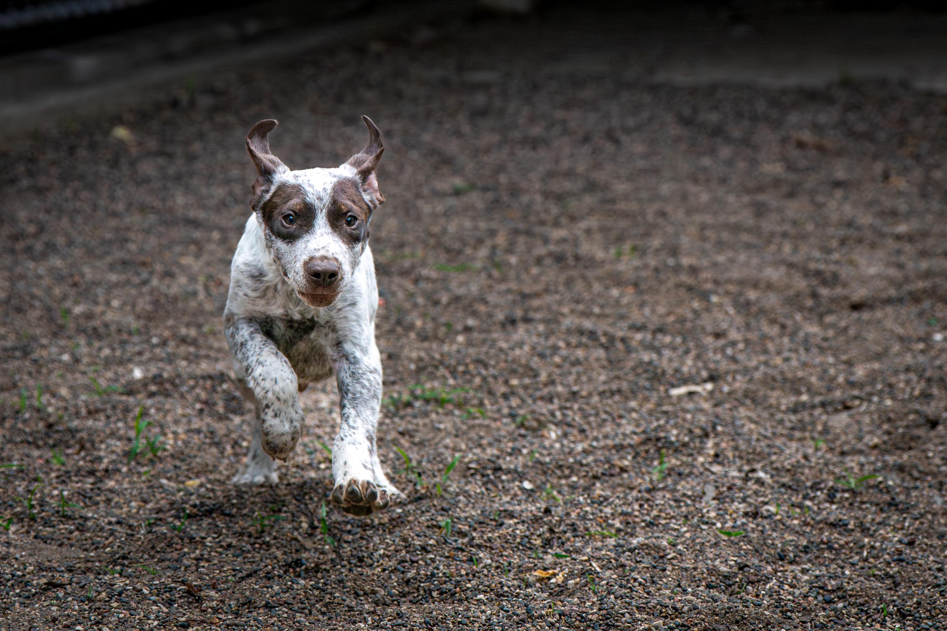 Enlarge Bandit, an adopted mixed breed in Red Wing, MN image 2/2